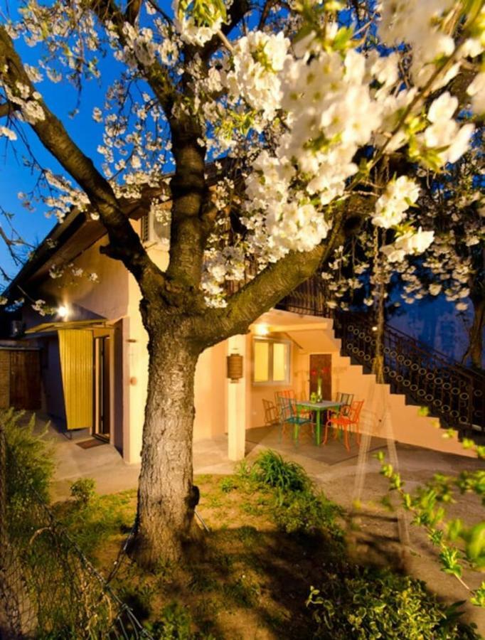 Cherry Tree Art House Belgrade Luaran gambar